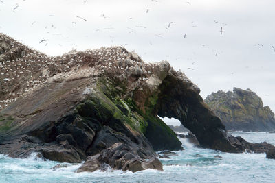 Birds flying over rocks in sea