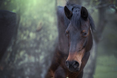 Close-up of horse