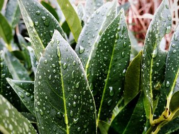 Close-up of water drops on plant