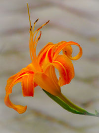 Close-up of orange rose flower
