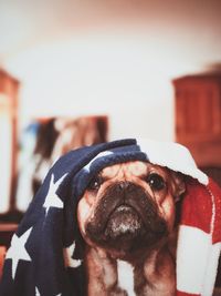 Close-up of french bulldog covered with american flag towel