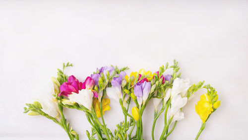 Close-up of purple flower against white background