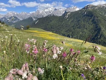 Scenic view of grassy field against mountains