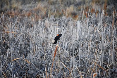 Bird perching on dry grass