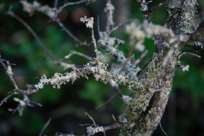 Close-up of frozen flower tree during winter