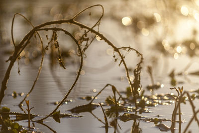 Close-up of frozen plants against lake during winter