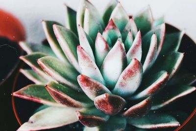 Close-up of succulent plant