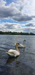 Swans swimming in lake against sky