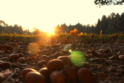 Close-up of pebbles on field against sky during sunset