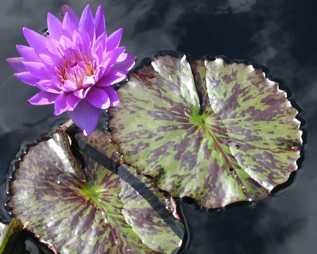 CLOSE-UP OF PURPLE FLOWERING PLANT