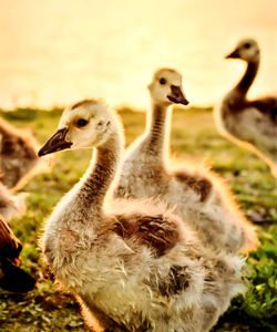 Close-up of ducklings on lake