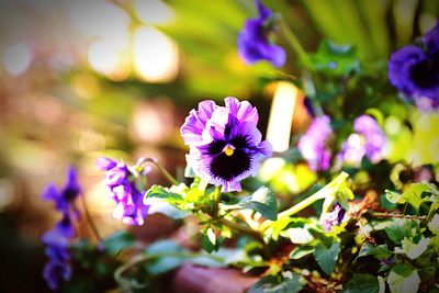 Close-up of flowers blooming outdoors