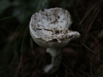 Close-up of mushroom growing outdoors