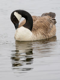 Close-up of duck swimming in lake