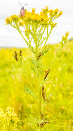 Close-up of insect on plant in wheat field