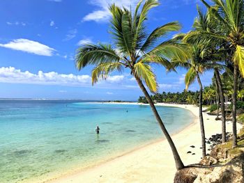 Palm trees on beach against sky