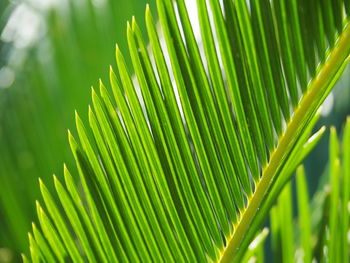 Close-up of palm tree leaves