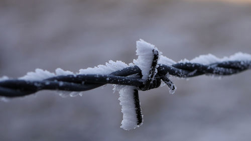 Close-up of frozen  barbed wire