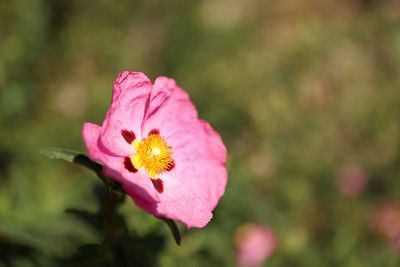 Close-up of pink flower