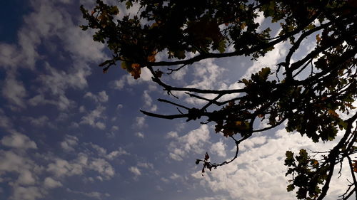 Low angle view of silhouette trees against sky