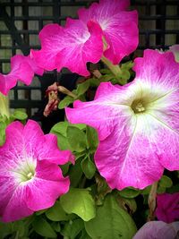 Close-up of pink flowering plant