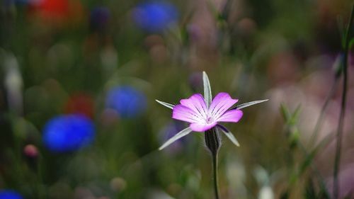 Close-up of pink flowers