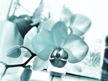 Close-up of flowers against blurred background