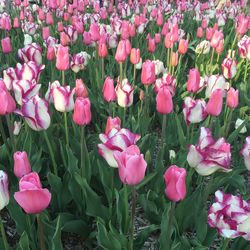 Close-up of pink flowers blooming in field
