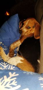 Portrait of dog resting on bed