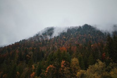 Scenic view of forest against sky during autumn