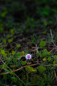 Close-up of purple flowers blooming in field