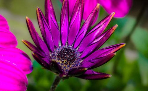 Close-up of magenta flower