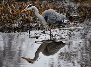 High angle view of gray heron in lake