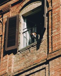 A dog looking out the window on a sunny day in venice