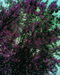 Low angle view of pink flowers on tree