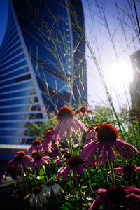 Close-up of flowers blooming against sky