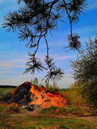 Trees on landscape against sky