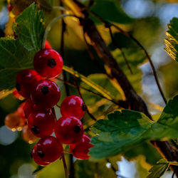 Close-up of red berries growing on tree