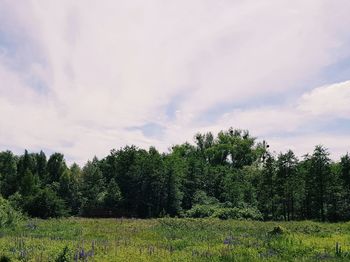 Trees on field against sky