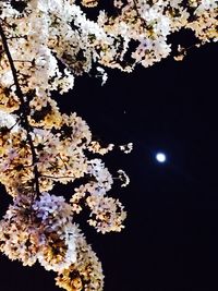 Close-up of flowers on tree