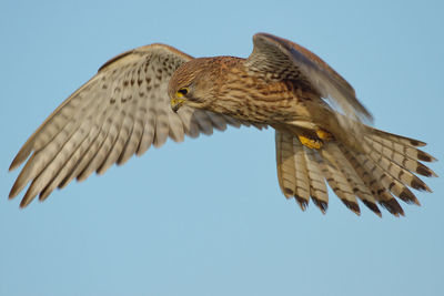 Low angle view of kestrel flying against clear sky