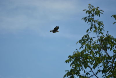 Low angle view of bird flying in sky