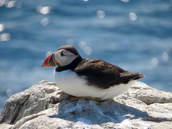 Close-up of puffin by sea on rock