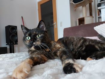 Portrait of cat relaxing on bed at home