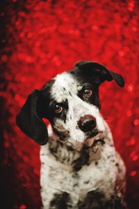 Close-up portrait of dog