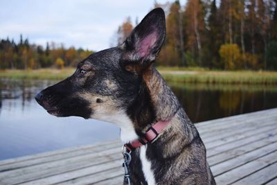 Close-up of dog by lake against sky