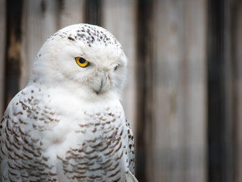 Close-up portrait of white owl