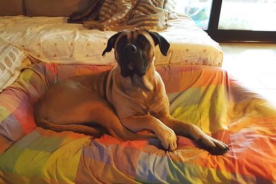 Dog resting on sofa