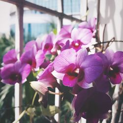 Close-up of pink orchid flowers