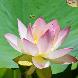 Bee pollination of a lotus flower